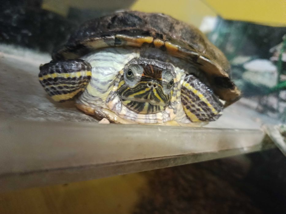 żółw wodno-lądowy