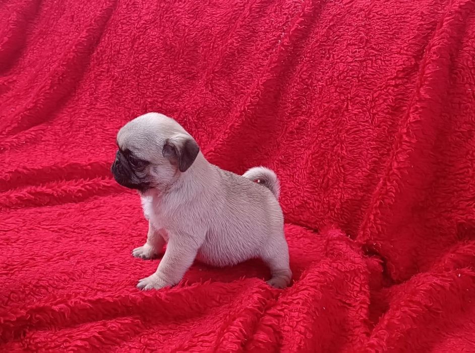 Fêmea Pug carlin