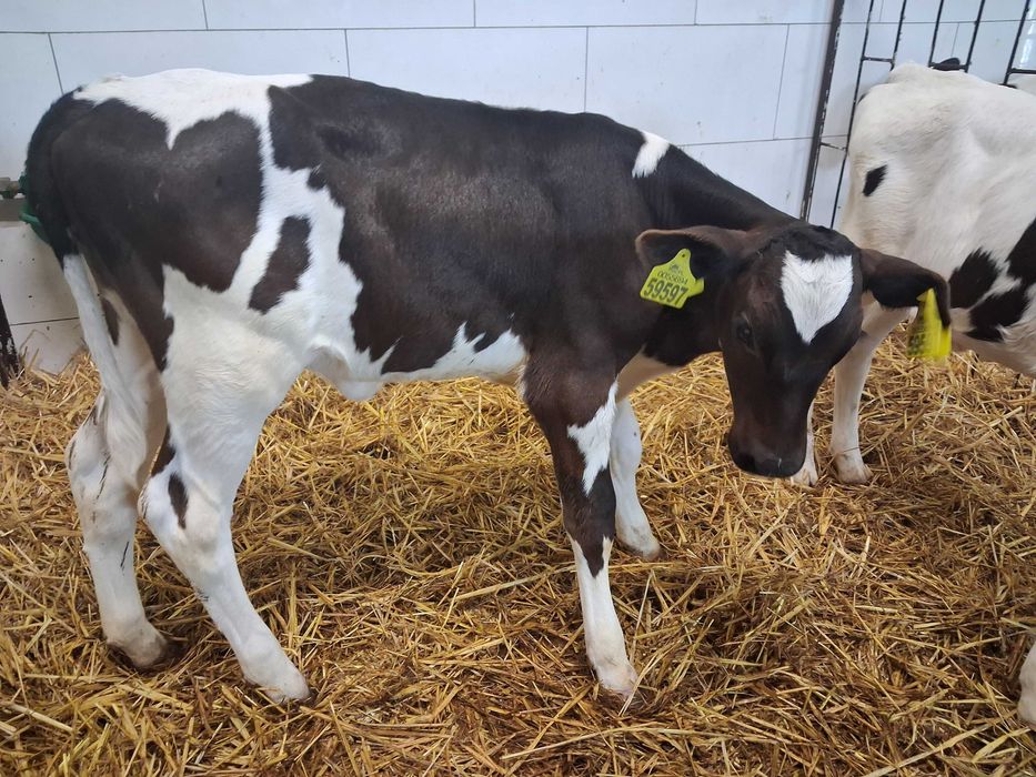 byczki cielaki cielęta statery