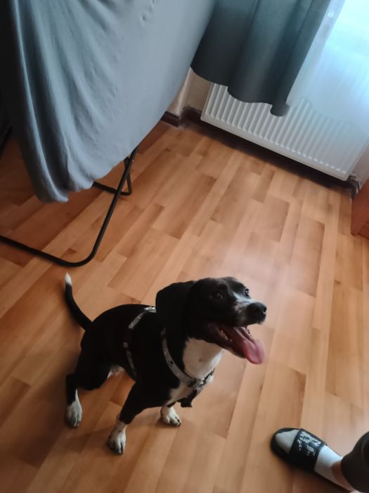 Oddam roczną suczke