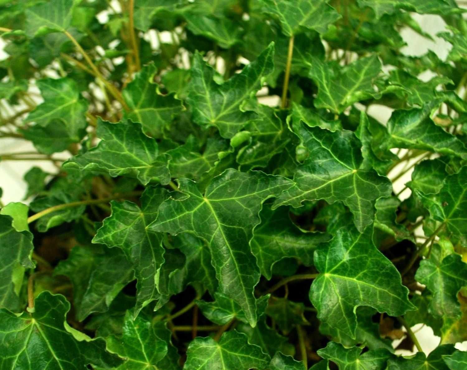 Bluszcz pospolity 'Ivalace' - Hedera Helix 12