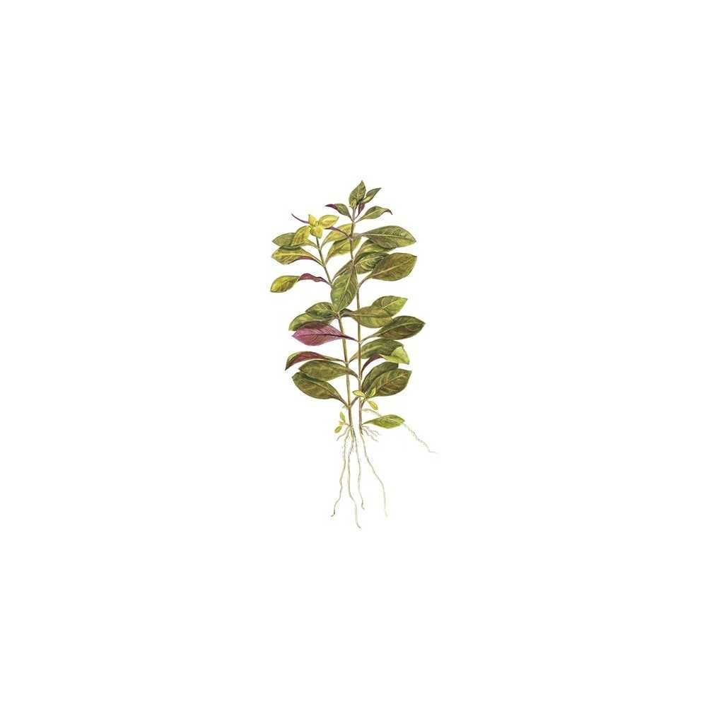 Ludwigia repens 'Rubin' – Planta aquática