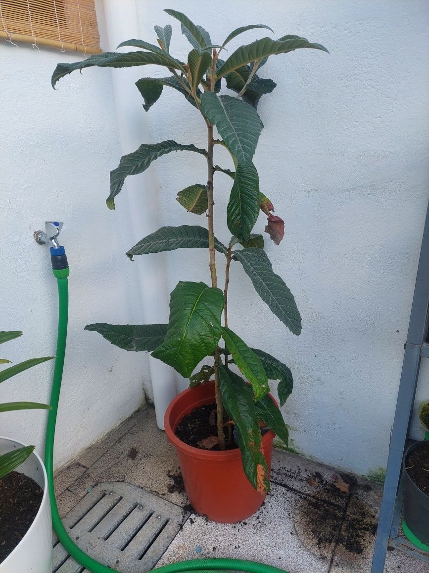 Nespereira com 120cm