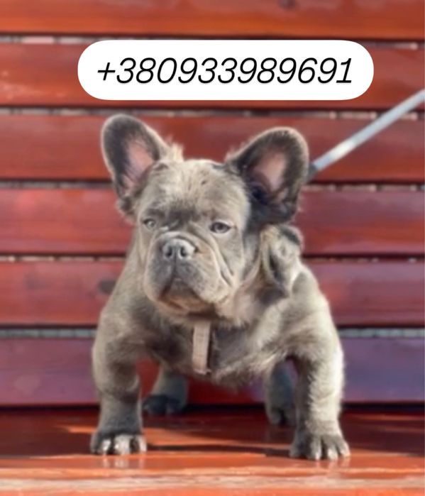 Голубой Флаффи пушистый французик 4 месяца