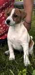 Piesek Jack Russell Terrier