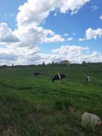 Krowy mleczne - stado bydła mlecznego
