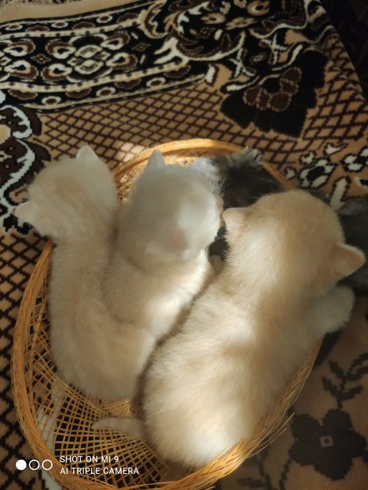 Шотландські кошенята.