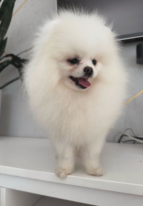 Szpic miniaturowy pomeranian