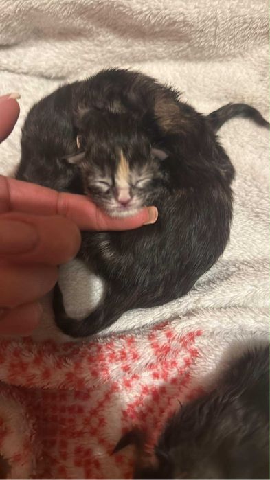 Manie Coon Polodacyl wolne