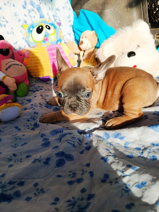 Щенки французского бульдога