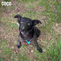Wesoła, roczna aktywna Coco do adopcji