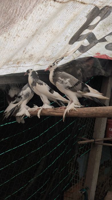 Pombos papo de vento