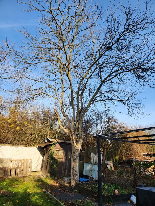 Oddam domek narzędziowy drewniany w zamian za usunięcie