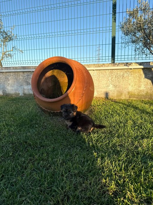 Yorkshire Terrier machinho