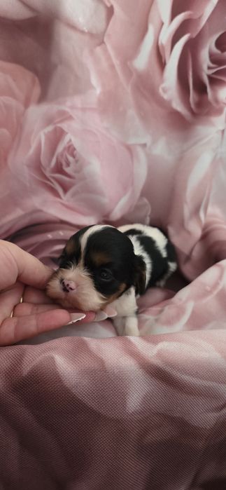 Cavalier king charles spaniel badania genetyczne