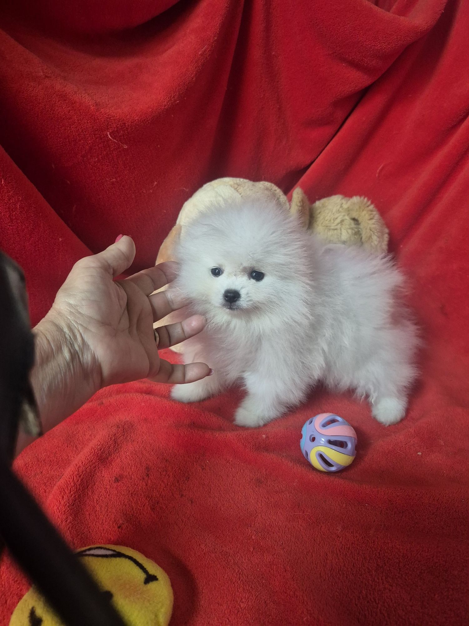 Spitz Alemão Anão  Mini Com LOP e Afixo Criadora Registada PT 308