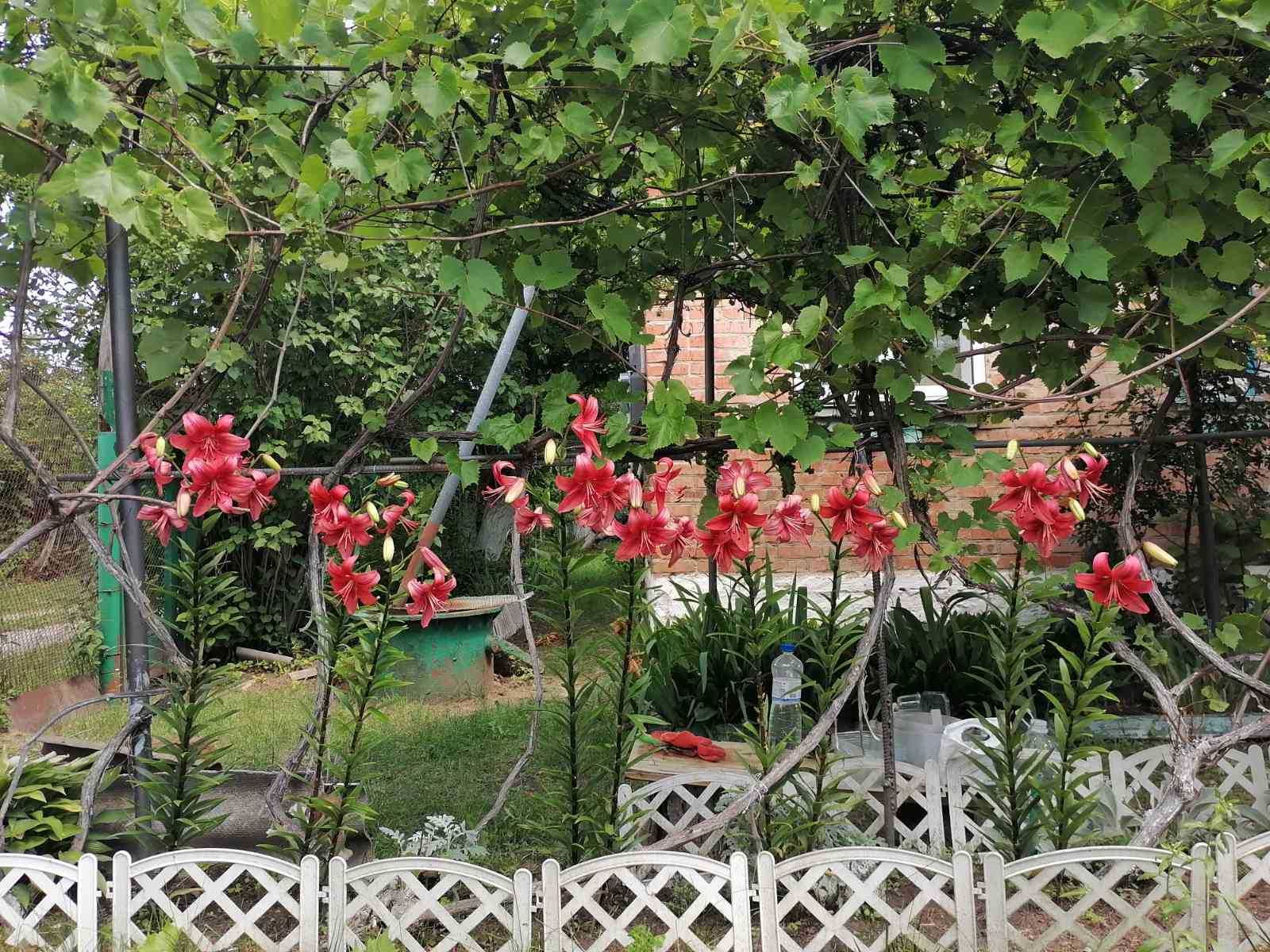 (7) Продам дачу в с. Славне (5813)