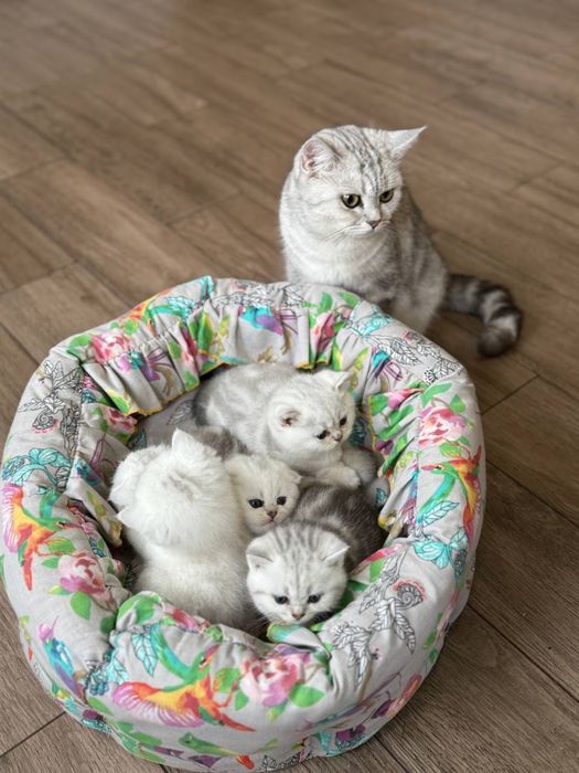 Шотландська мраморно срібна шиншила кошенята котенята котик