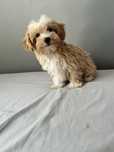 Maltipoo piesek gotowy do odbioru