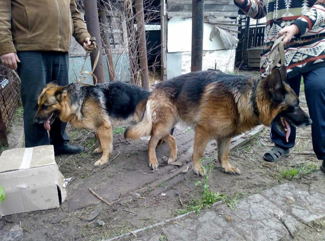 Инструктор по вязке собак