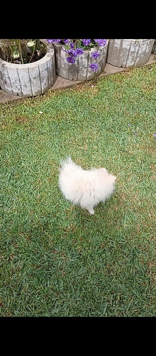 Spitz anão macho pronto para novo lar