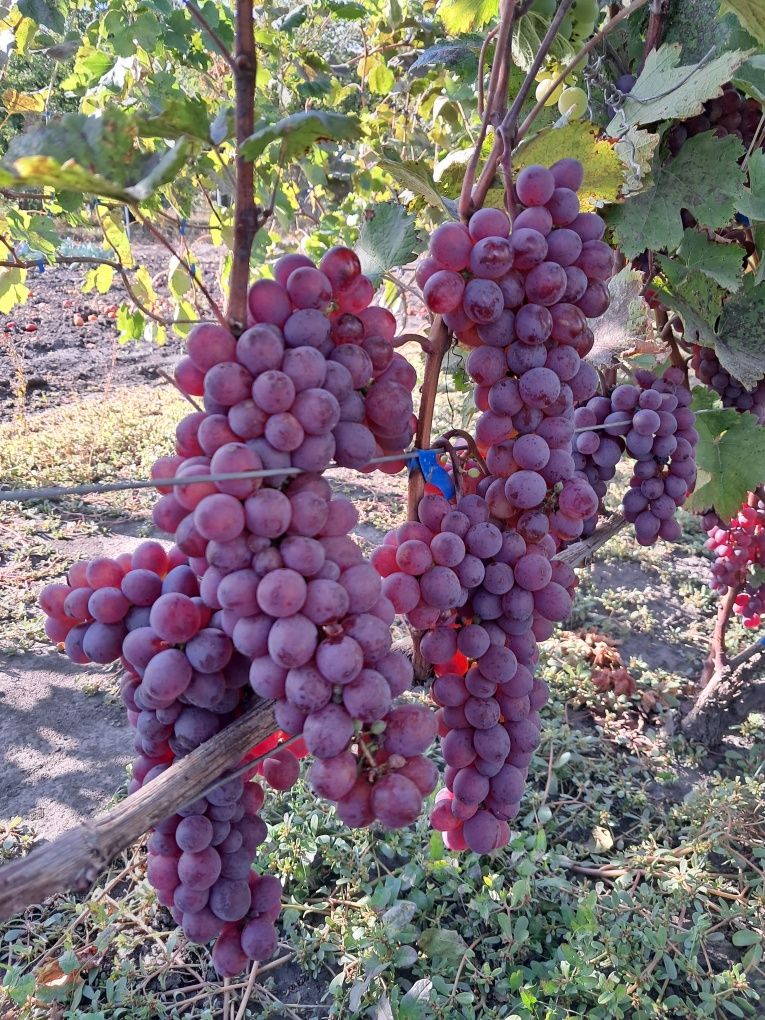 Саджанці винограду столових і винних сортів. Дворічна лоза