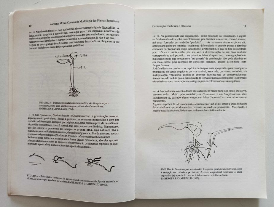 Aspectos poucos comuns da Morfologia das Plantas Superiores