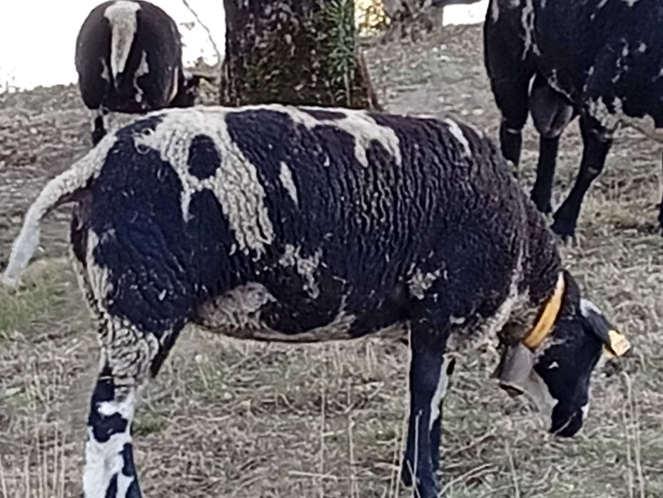 Malato Malhado Holandês