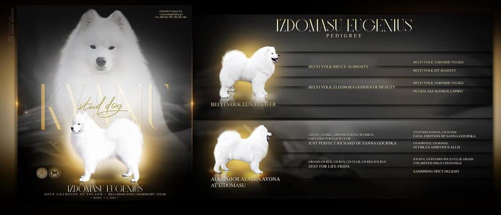 Samoyed, miot wrzesień 2025 r.