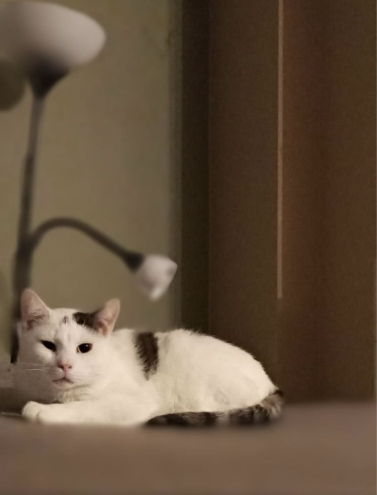 60 Kotów do adopcji.