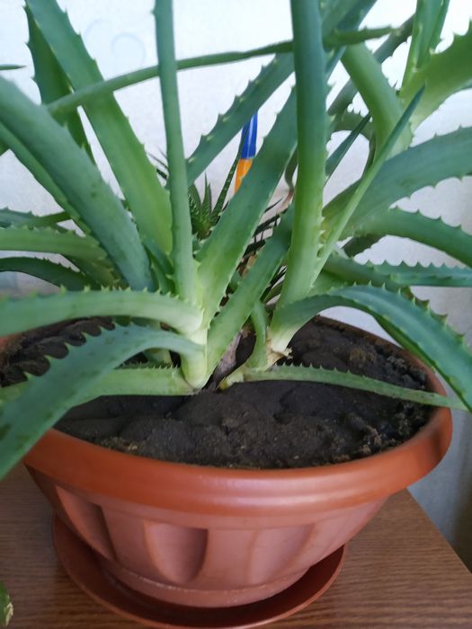 Продам Алоэ (несколько видов)