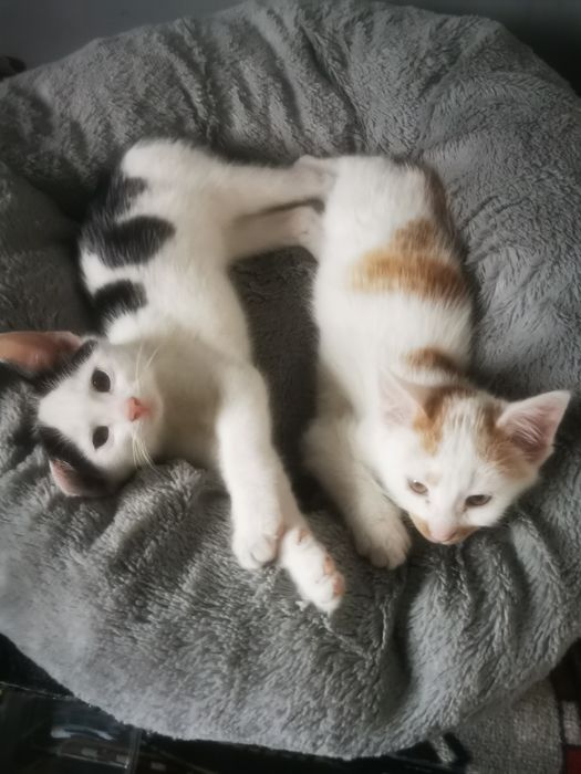 Oddam 2 kotki umiejace załatwiać się do kuwety