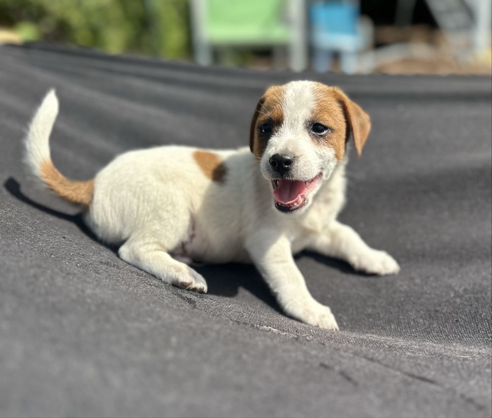 Piesek Jack Russel Terrier z Rodowodem Rezerwacja gotowy do odbioru