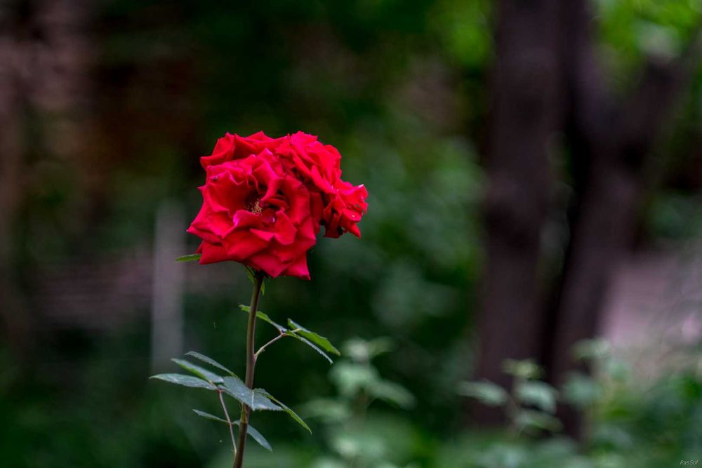 Объектив Carl Zeiss Jena DDR Biometar 2,8/120