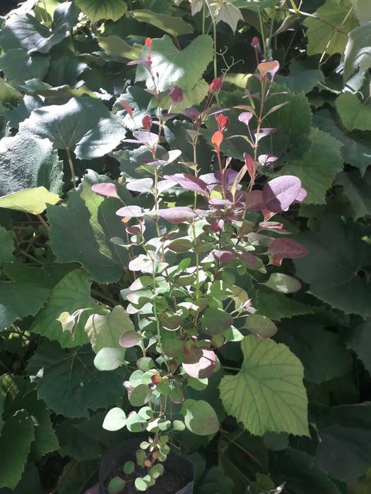 Барбарис декоративні кущі