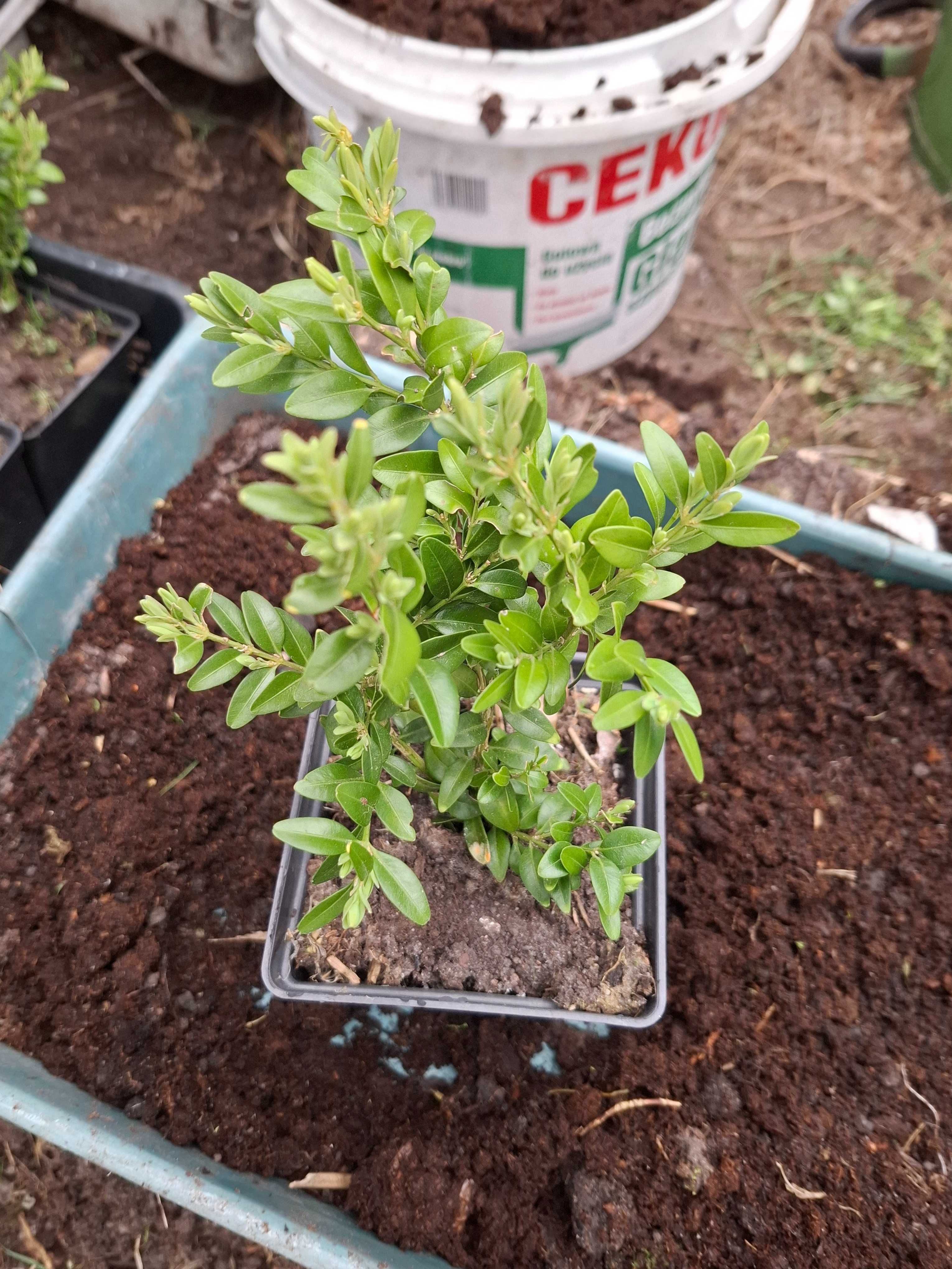 Funkia, Hosta różne rodzaje, hortensja ogrodowa i bukietowa.
