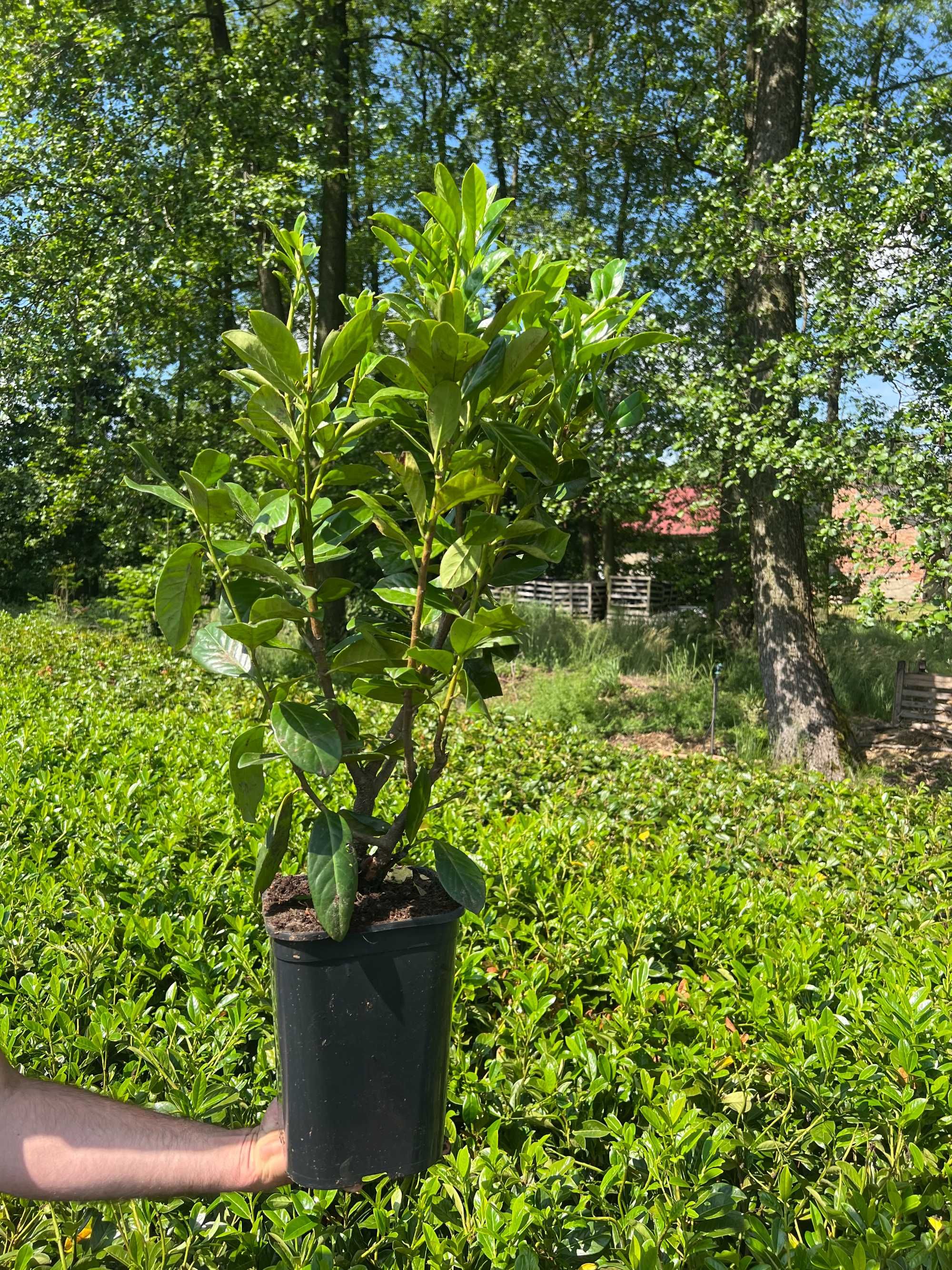 Laurowiśnia Rotundifolia! Super Cena!!!