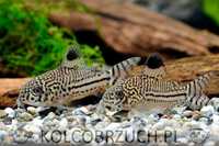 Kirysek lamparci - Kirys nakrapiany - Corydoras julii - dowóz, wysyłka