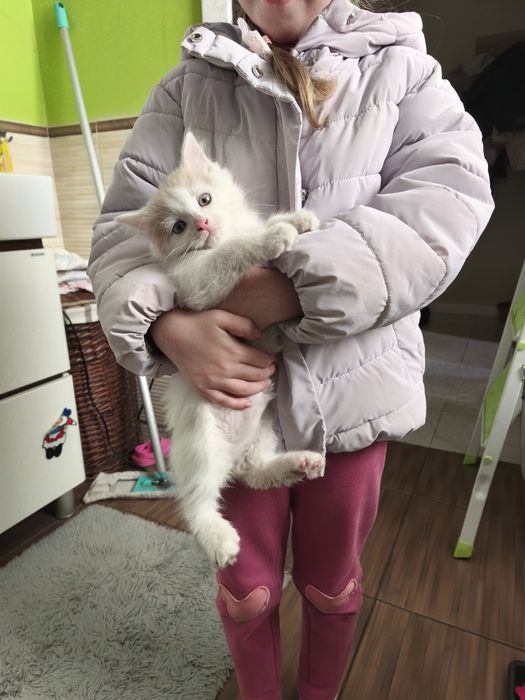 Котики в добрі руки