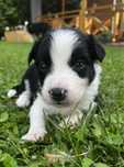 Suczka Border Collie