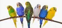 Aves , periquitos a venda