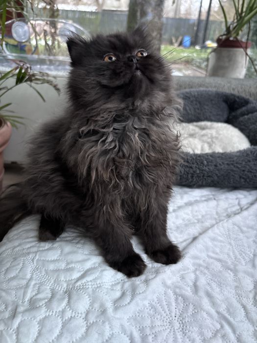 Czarno-szara kotka perska