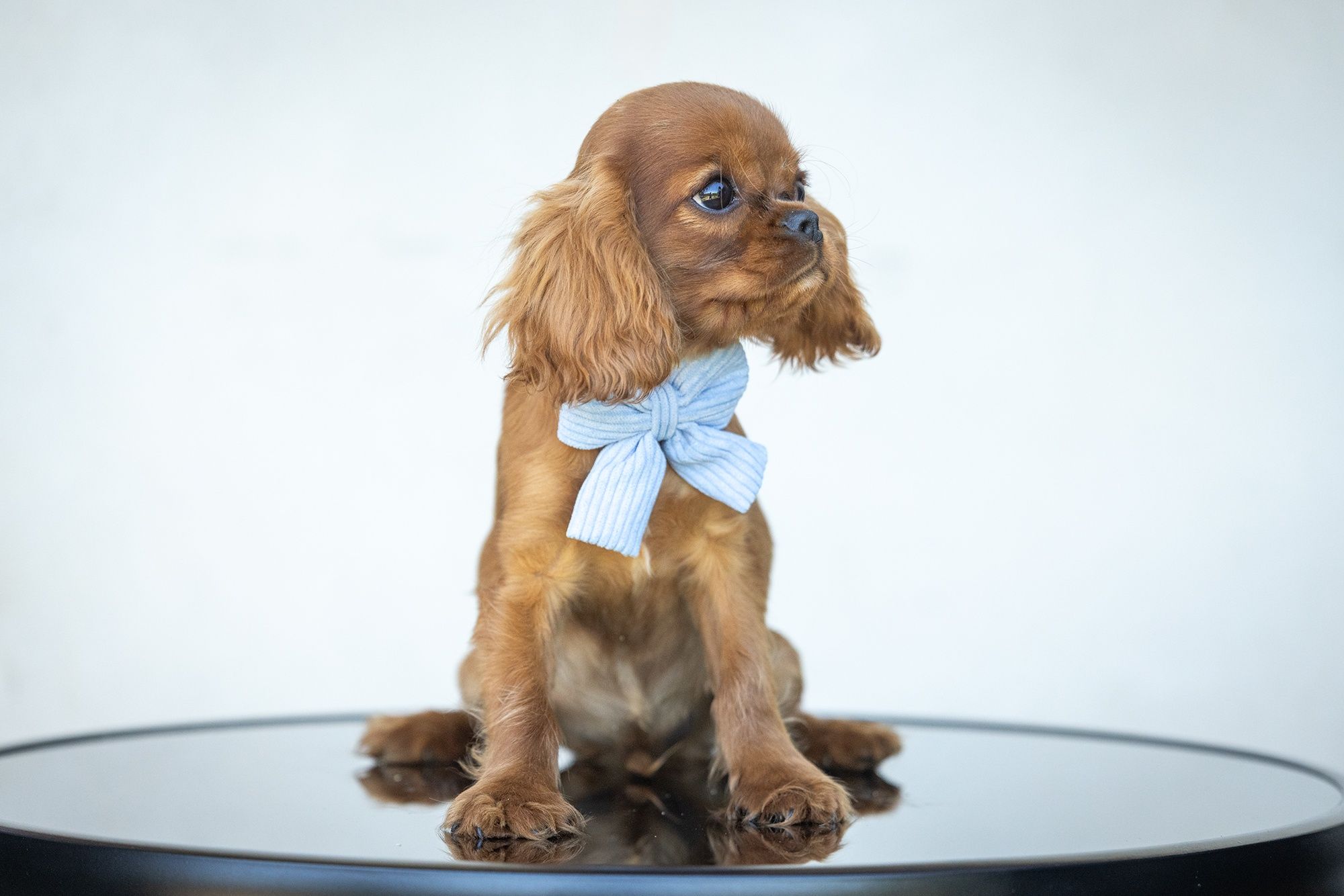 Cavalier King Charles Spaniel* Mini Chłopczyk LUIS* gotowy do odbioru