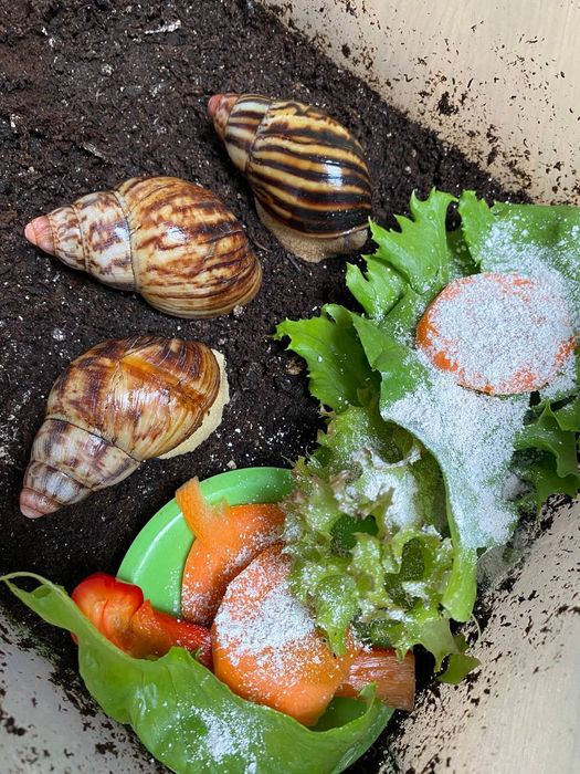 Архахатина егрегея