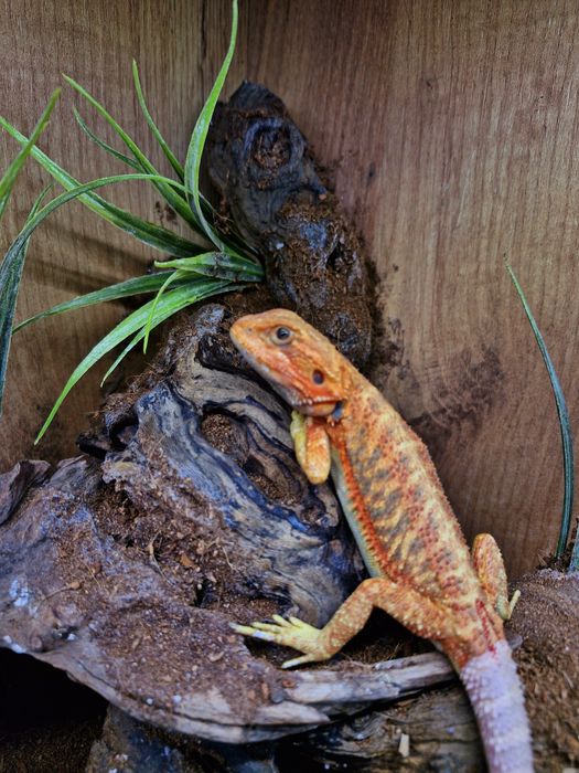 Agama brodata Młode Gadzilandia Agamy Brodate Pogona vitticeps