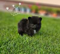 Szpic miniaturowy OSTATNIA suczka Pomeranian toy spitz czarny kremowym