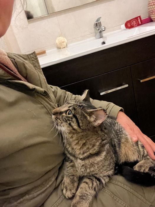 Gatinho  6meses castrado tigrado