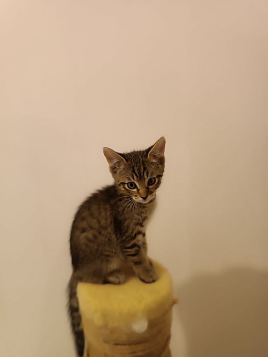 Котохлопчик чекає на свою родину