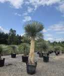 Yucca Rostrata – palma mrozoodporna , juka