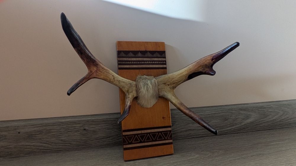 Роги оленя вішак